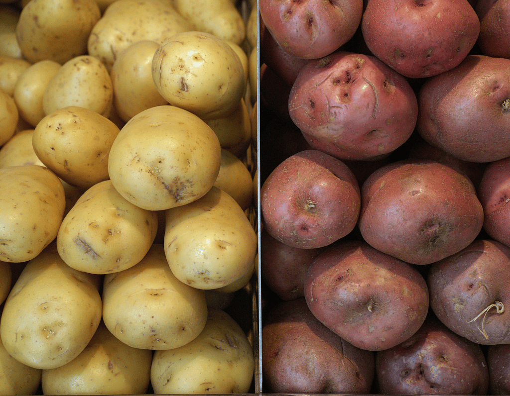 Unterschied Kartoffelsorten im Gratin