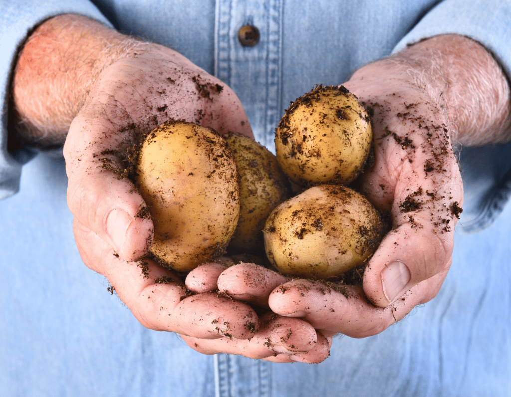 Welche Kartoffeln für Bratkartoffeln
